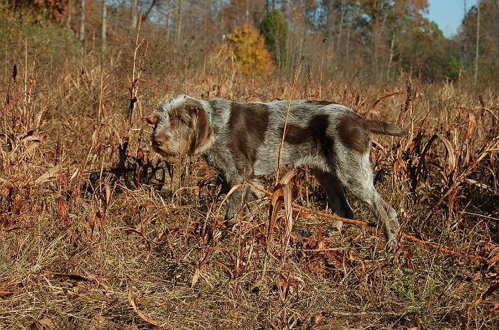 dragoOnPoint2.jpg - Drago