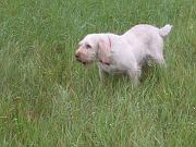 BaffoDelCaosOnPointBennybrother