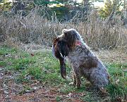 MillieMarkoverPheasant2