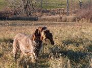 RenataRetrievingPheasant
