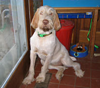 Viola McPherson at Linden Tree aka Pip - Ilario del Subasio x Risky Business Fender Bender