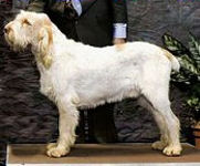 Mona son, BISS CH Couchfields Poderi JH