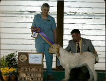 Elia & son Couchfield Poderi - 2006 Specialty Day 2 Best of Breed