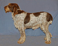 Mona daughter, CH Couchfields Makin Whoopie-Pie (Stella)