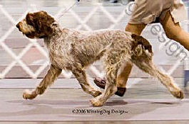 McPherson's Octavia - CH Bartolo del Subasio x CH Risky Business Fender Bender