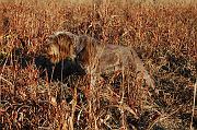 MazieOnPointFullSize
