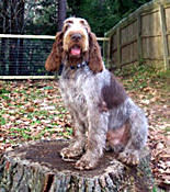 Wilson - CH Bartolo del Subasio x CH Risky Business Fender Bener